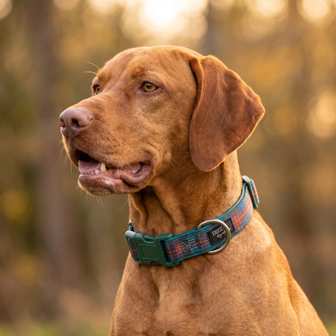 The Hamish: Neoprene Dog Collar | Tartan STAINLESS STEEL