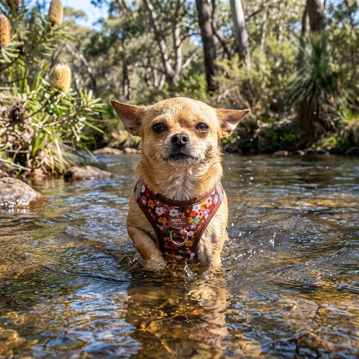 Step In Dog Harness: No Pull Harness | For XS to Medium Dogs & Cats | Autumn Acres