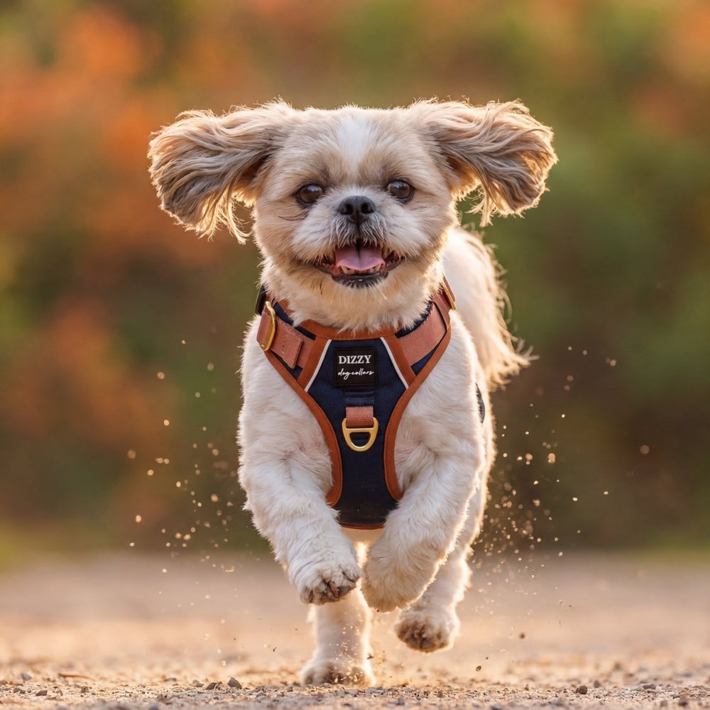 Small dog running outdoors with a harness on a blurred natural background