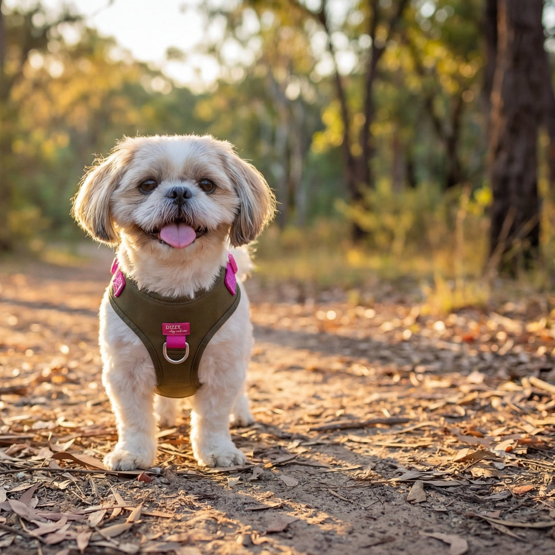 Small dog standing on a dirt path in a forest during sunset
