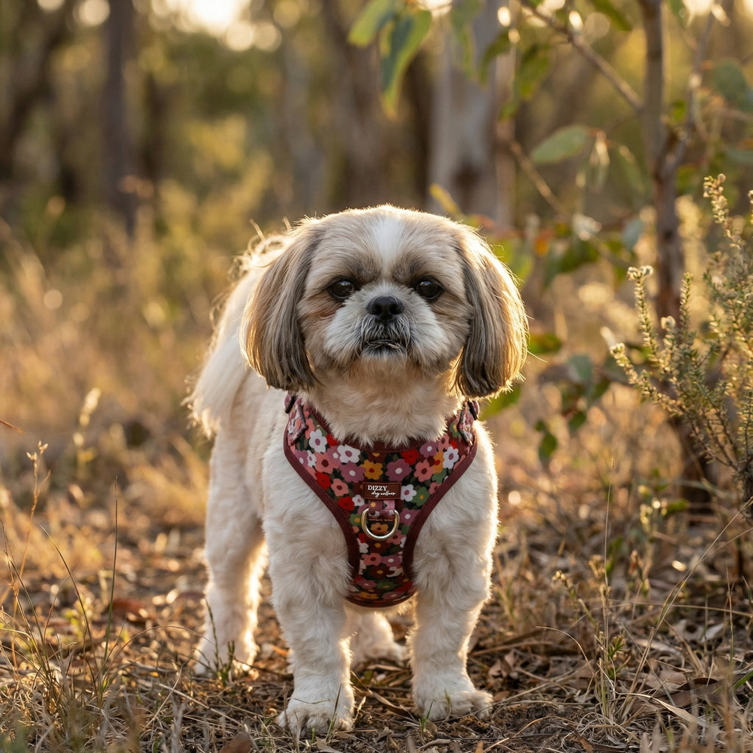 Shih tzu in the Australian bush wearing a brown and burgundy floral dog harness , facing the camera 