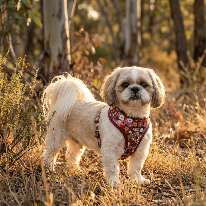 Small dog wearing a floral harness in a forest setting