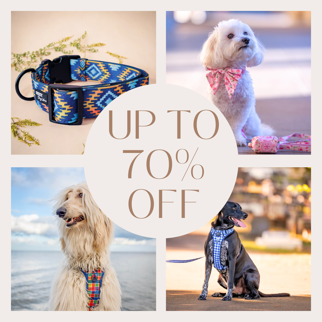 Designer Dog Accessories Australia Dog Harnesses Dog Collars Dizzy Dog Collars