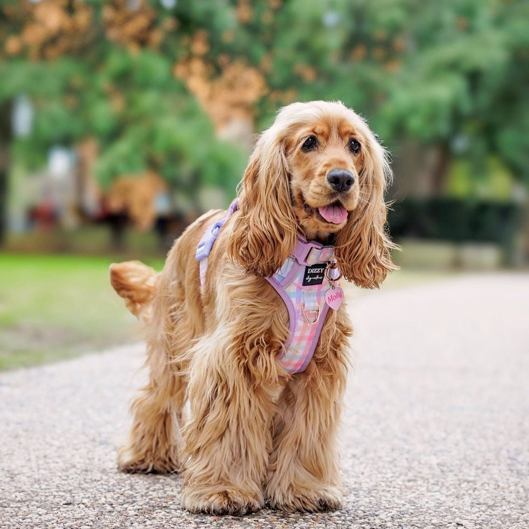 No Pull Dog Harness Step in Reflective Heavy Duty Easy Reach Handle Sherbet Gingham