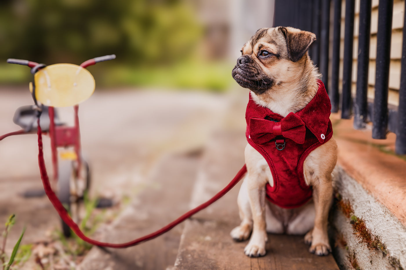 CORDUROY DOG SHIRT HARNESS - Ruby Red-Harnesses-Dizzy Dog Collars