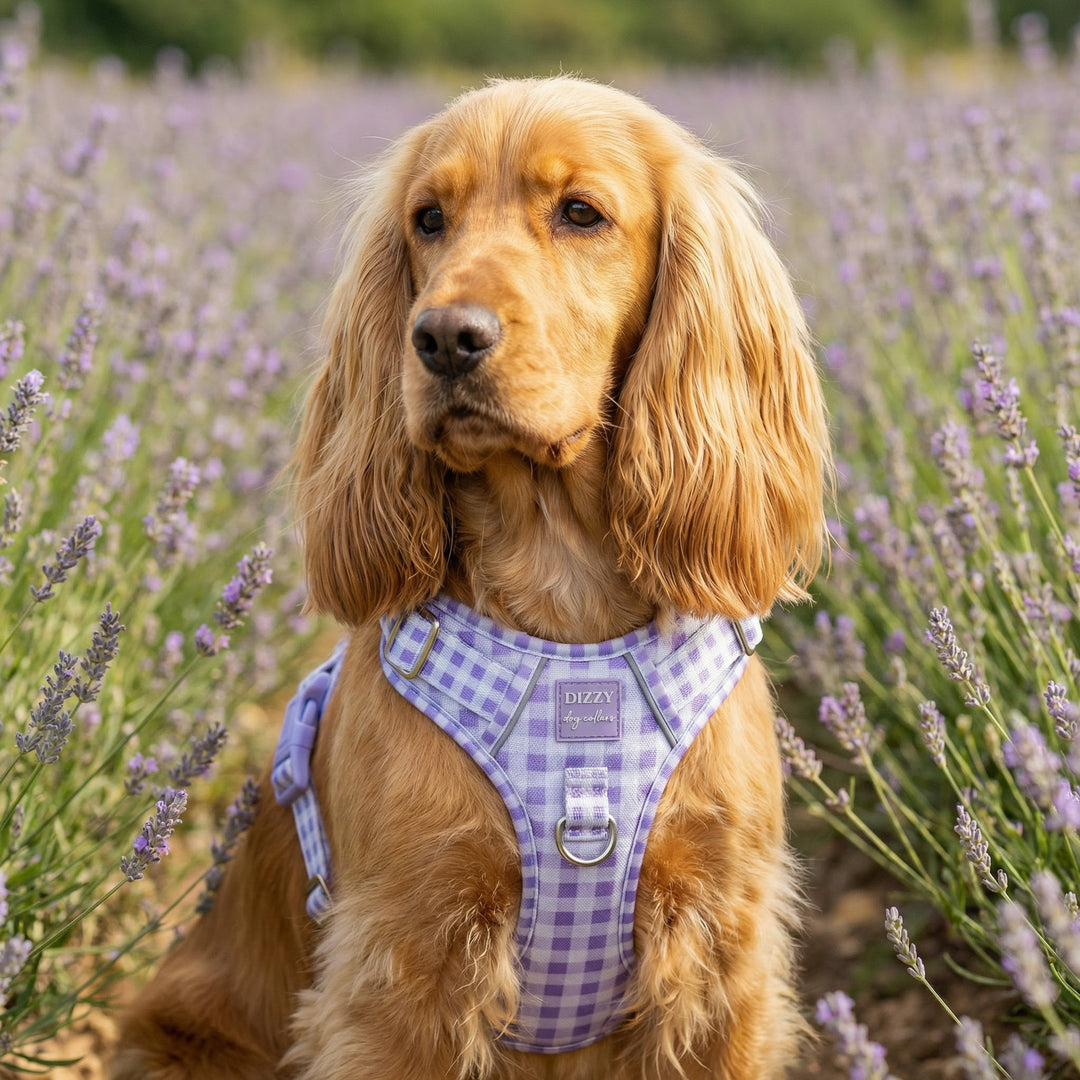 Dog wearing a purple harness in a lavender field