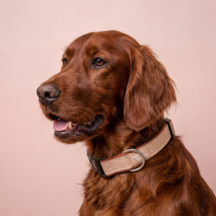 The Chai Dog Collar | Neoprene Padded | Stainless Steel D-Ring | Chai & Beige