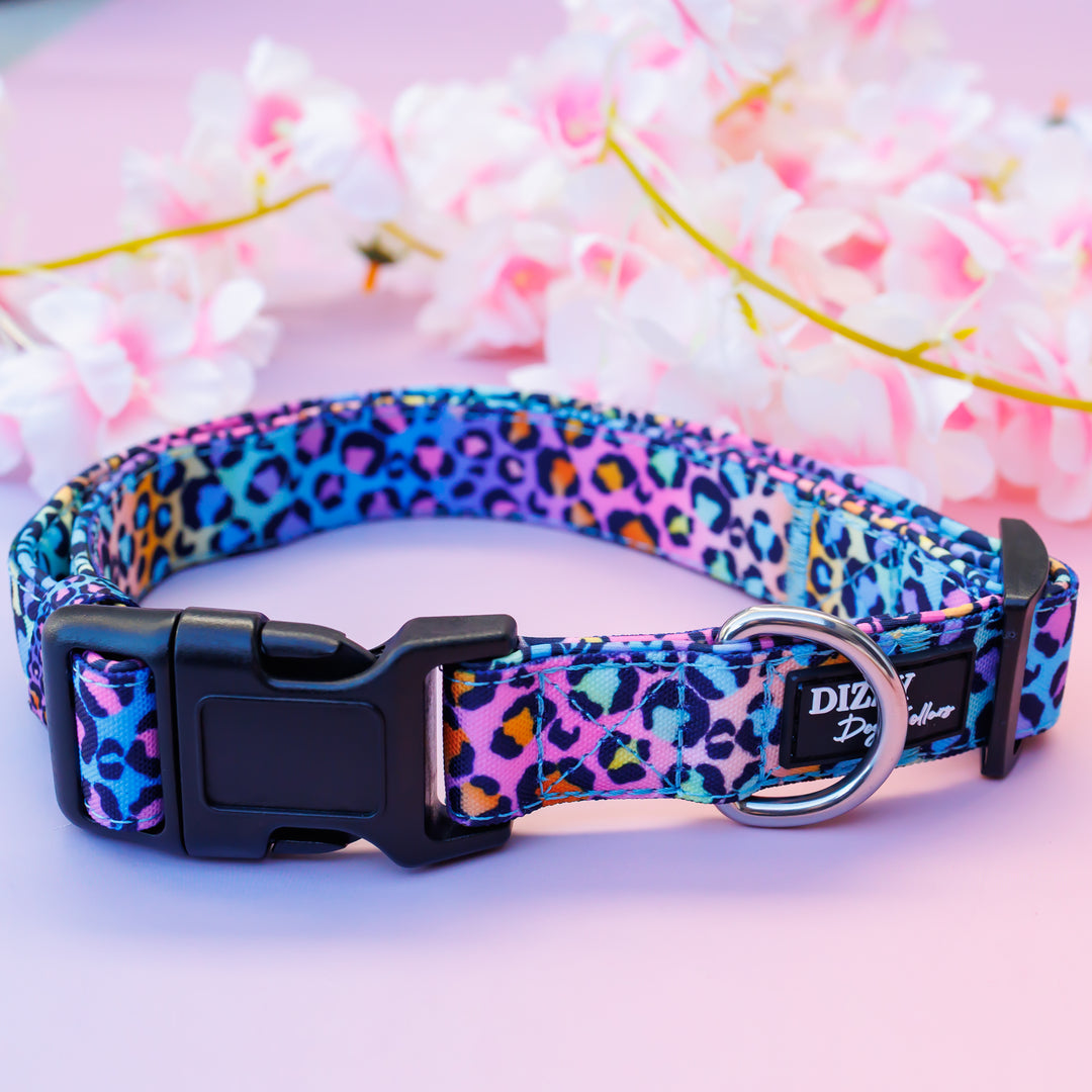 Rainbow Ombre Leopard Dog Collar | Canvas & Neoprene (Stainless Steel)