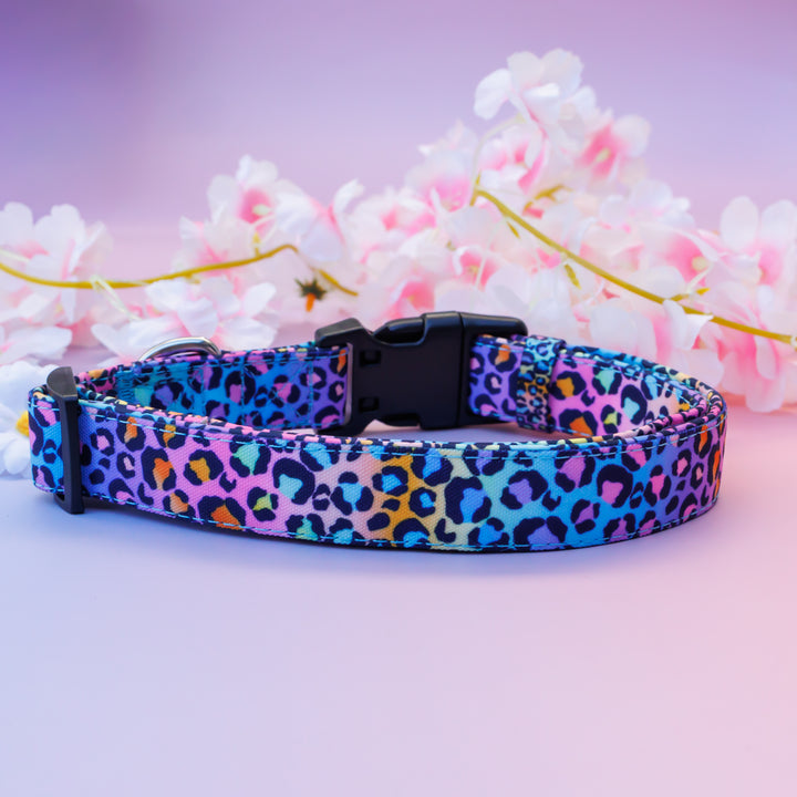 Rainbow Ombre Leopard Dog Collar | Canvas & Neoprene (Stainless Steel)