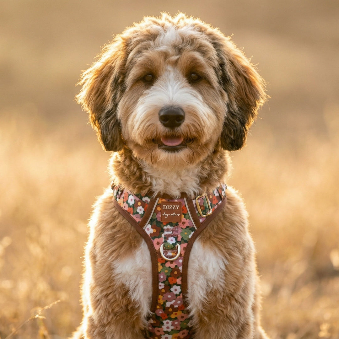 Dog wearing a harness in a field with a warm, golden light