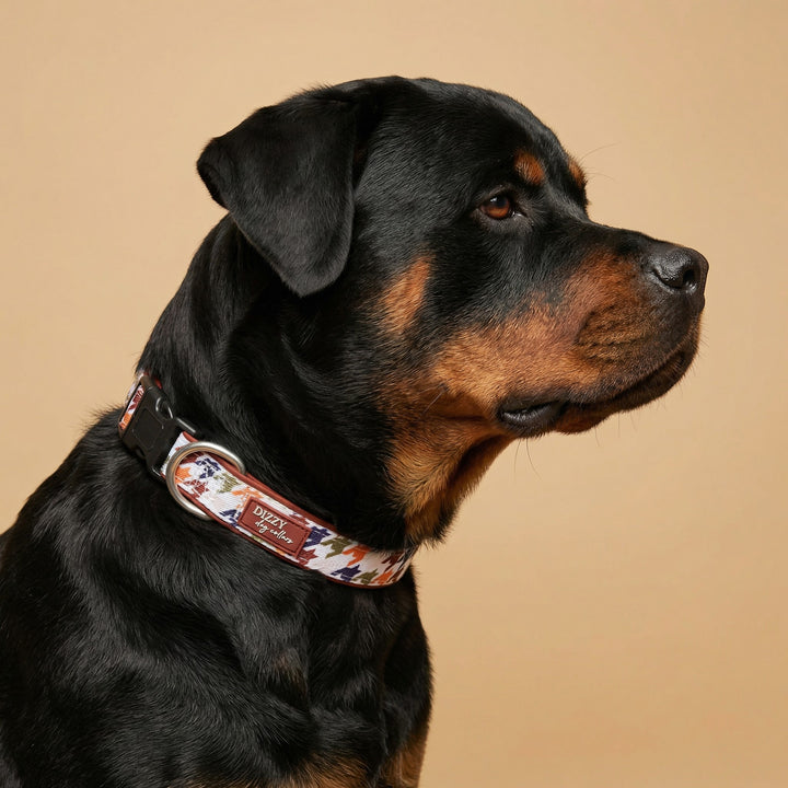 Rottweiler wearing a houndstooth-patterned collar on a beige background