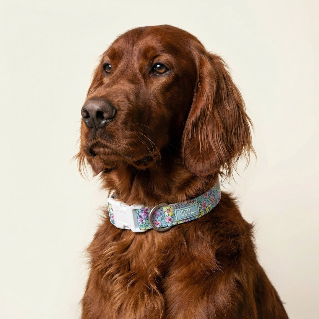 Brown dog wearing a floral-patterned collar on a beige background