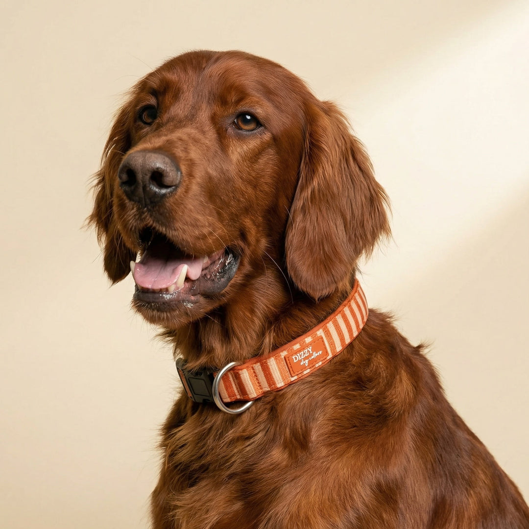 Brown dog wearing an orange collar on a beige background