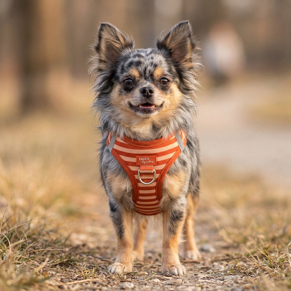 Small dog wearing an orange harness standing on a path with blurred natural background