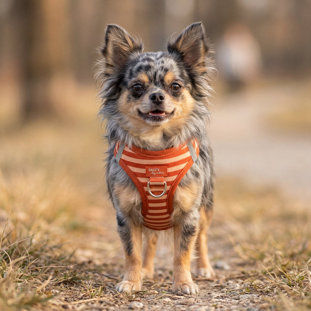 Small dog wearing an orange harness standing on a path with blurred natural background