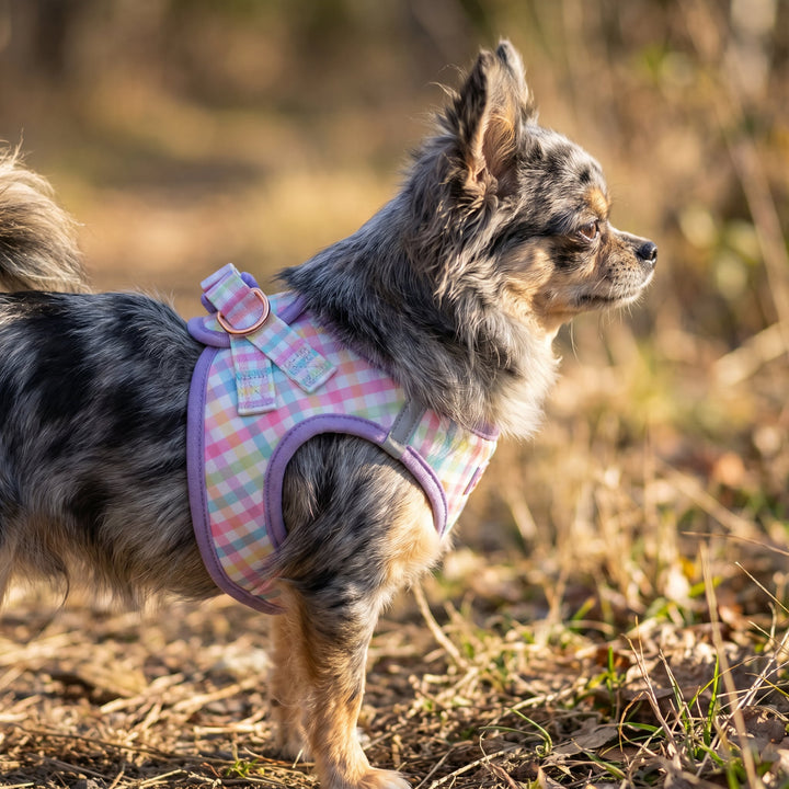 Small dog wearing a colorful harness in a natural setting