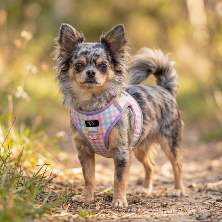 Small dog wearing a colorful harness standing on a natural background
