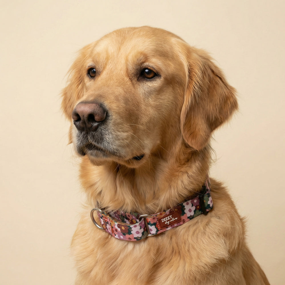 Golden retriever wearing a floral dog collar on a beige background