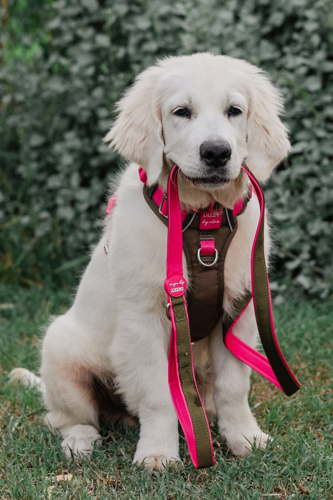 No Pull Dog Harness | Step-In Design with Handle | Reflective & Padded | The Fig: Stainless Steel