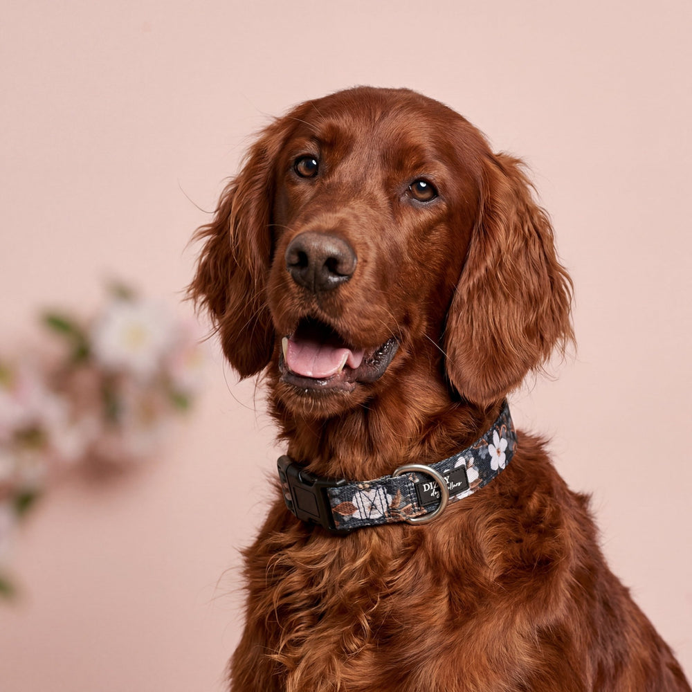 Brown dog wearing a collar with a pink background