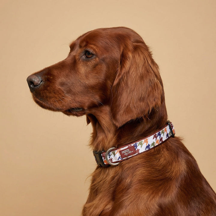 Heritage Hound Dog Collar | Neoprene Dog Collar | Stainless Steel