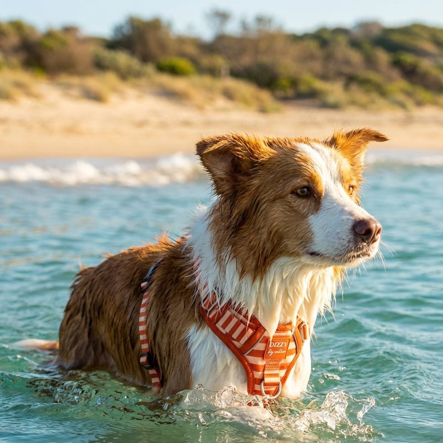Rusty Ridgel Rusty Ridge No Pull Dog Harness | Stainless Steel | Beach & Water Dogs ...