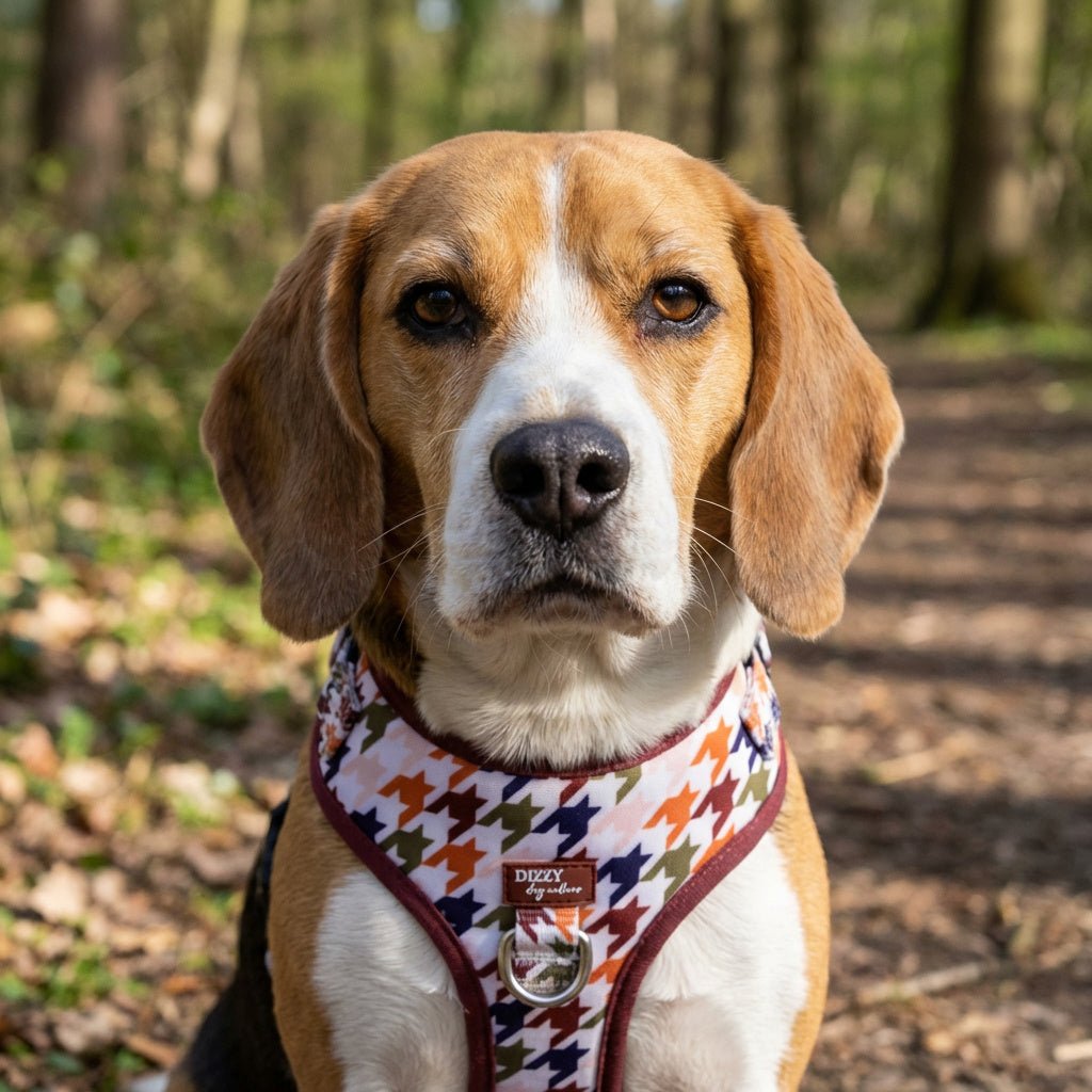 Dog wearing a colorful harness in a forest setting