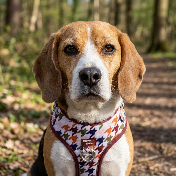 Dog wearing a colorful harness in a forest setting