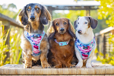 dachshund wearing collar and harness, three sausage dogs in harnesses