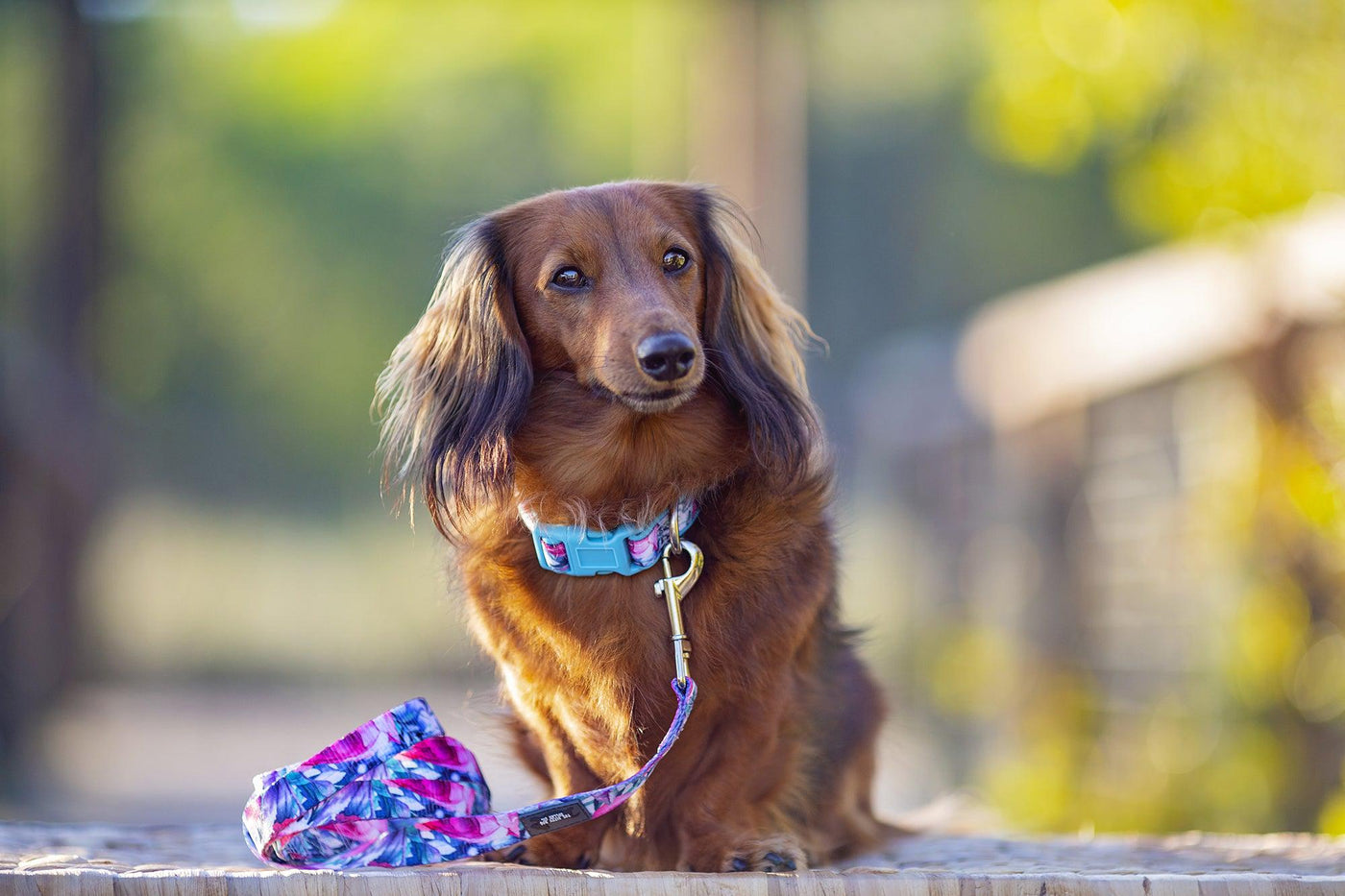 Blossom Rose Dog Collar (Premade)-Dog Collar-Dizzy Dog Collars