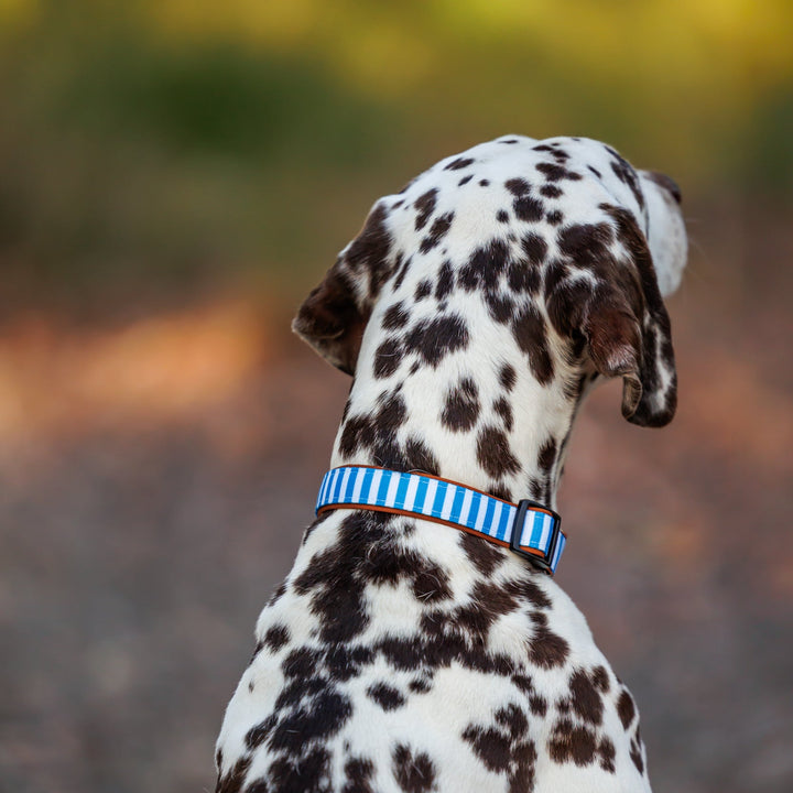 Dalmatian dog with a blue collar sitting outdoors