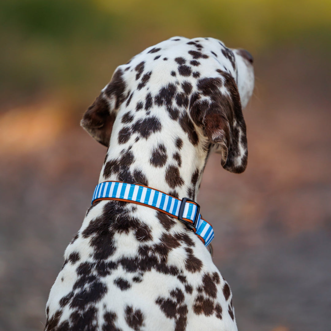 Dalmatian dog with a blue collar looking away from the camera on a blurred natural background