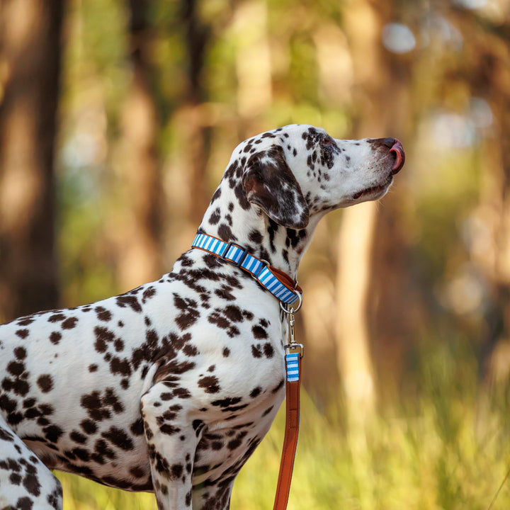 Dalmatian dog on a leash in a forest