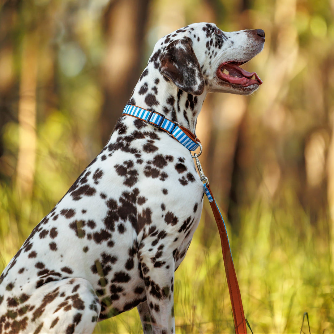Dalmatian dog on a leash in a forest setting