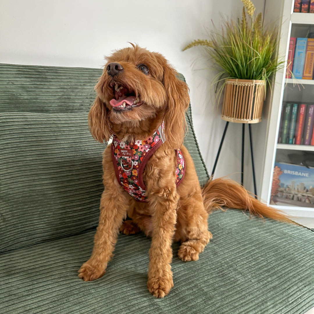 Brown dog sitting on a green couch with a plant and bookshelf in the background
