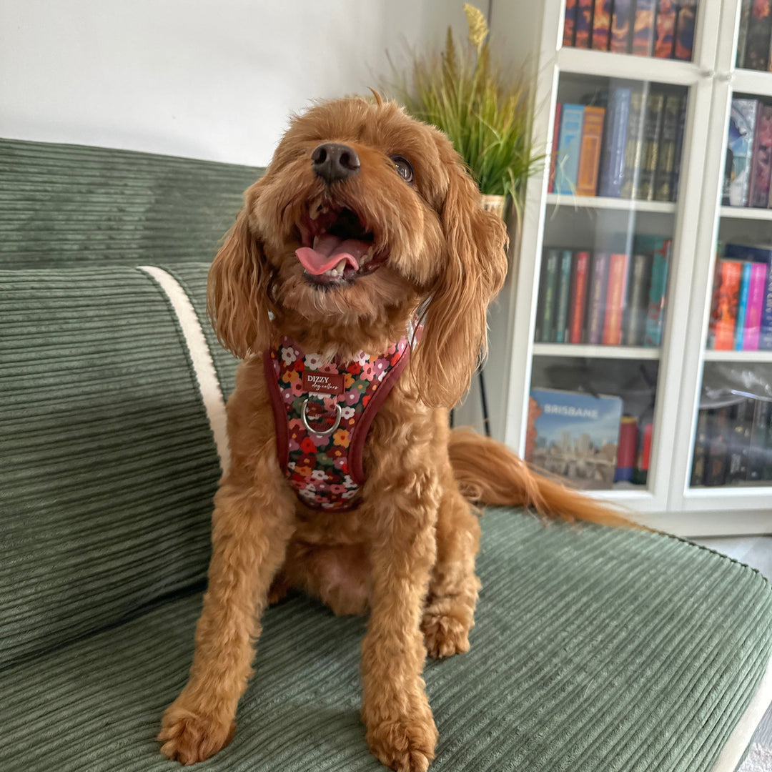 Brown dog wearing a floral harness sitting on a green couch with a bookshelf in the background.