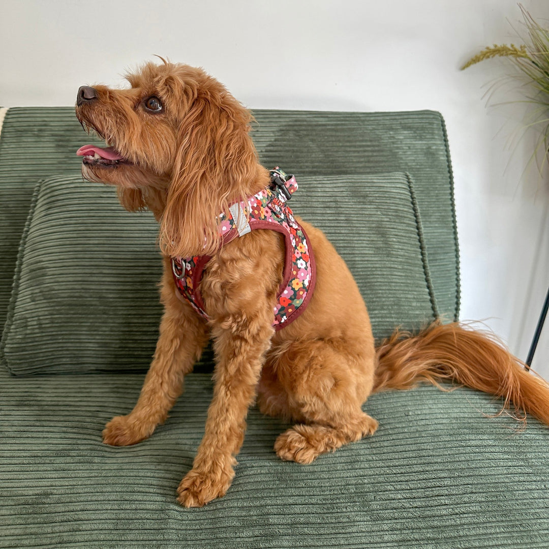 Brown dog wearing a floral harness sitting on a green couch.