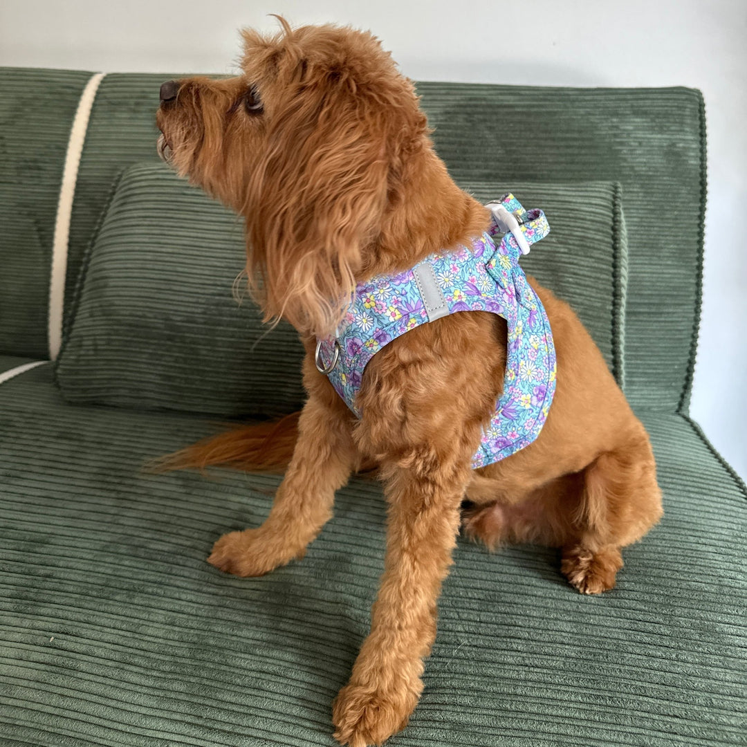 Small brown dog lying on a green couch wearing a floral harness.
