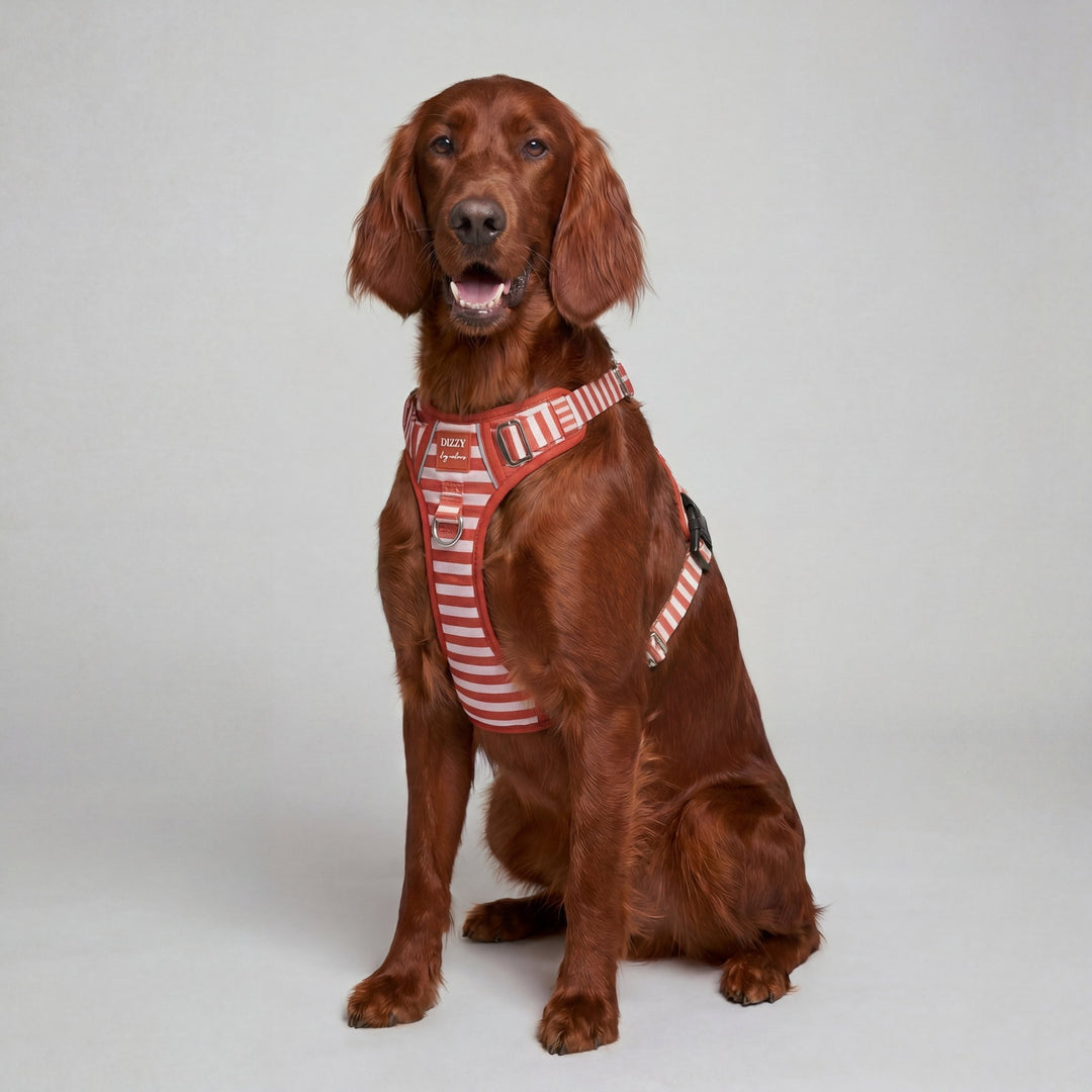 No Pull Dog Harness with Handle | Step in & Reflective | Rusty Ridge