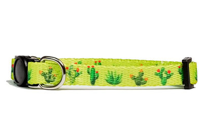 Cactus Cat Collar /Toy Breed Dog Collar-Dizzy Dog Collars-Dizzy Dog Collars