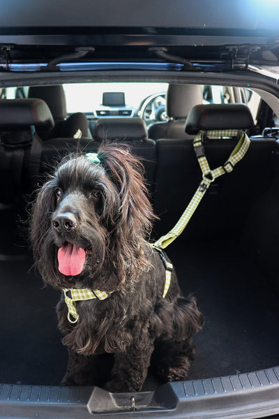 English cocker spaniel dog using car head rest restraint