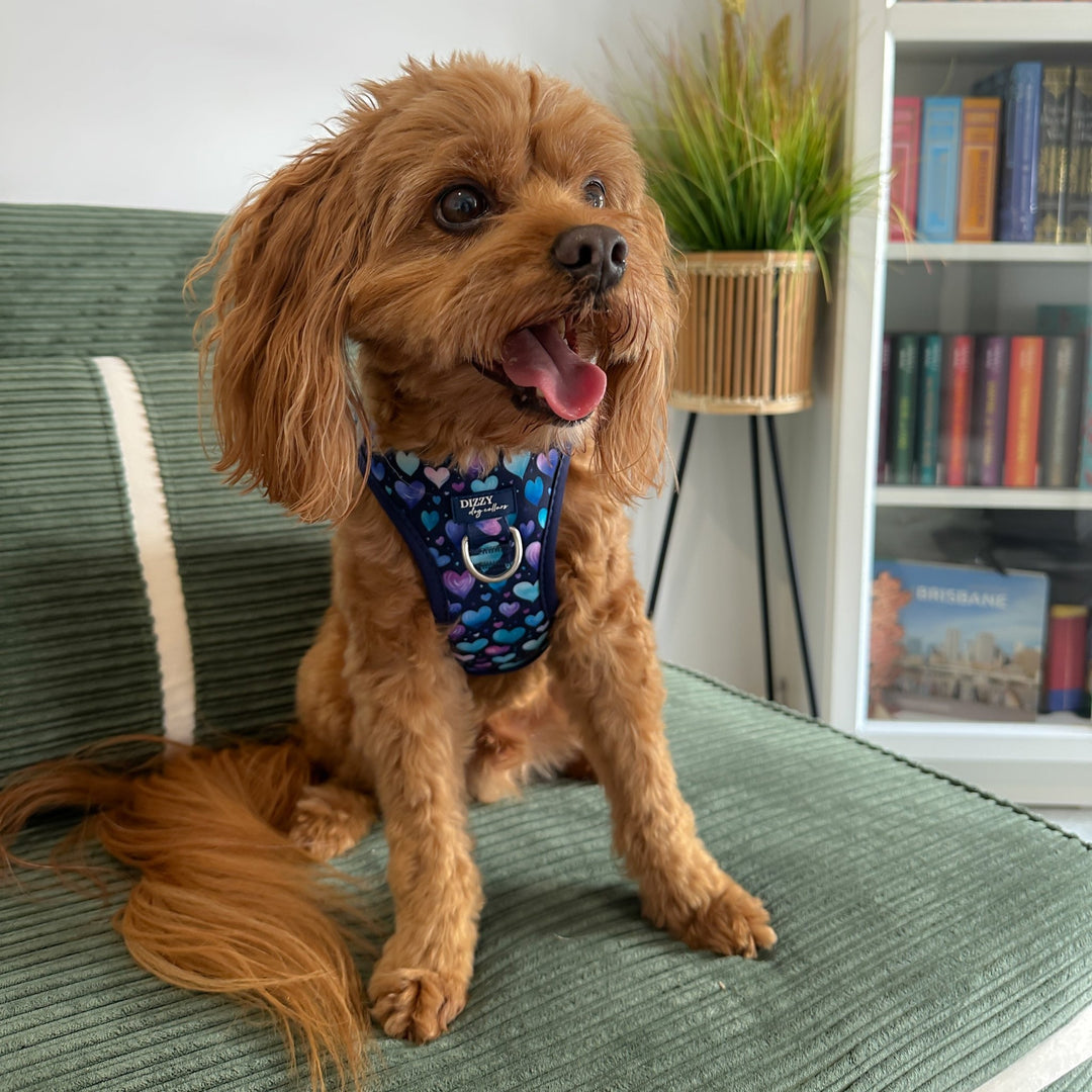 Hearts & Harmony Step In Dog Harness: No Pull Harness | For XS to Medium Dogs & Cats |STAINLESS STEEL| Hearts & Harmony