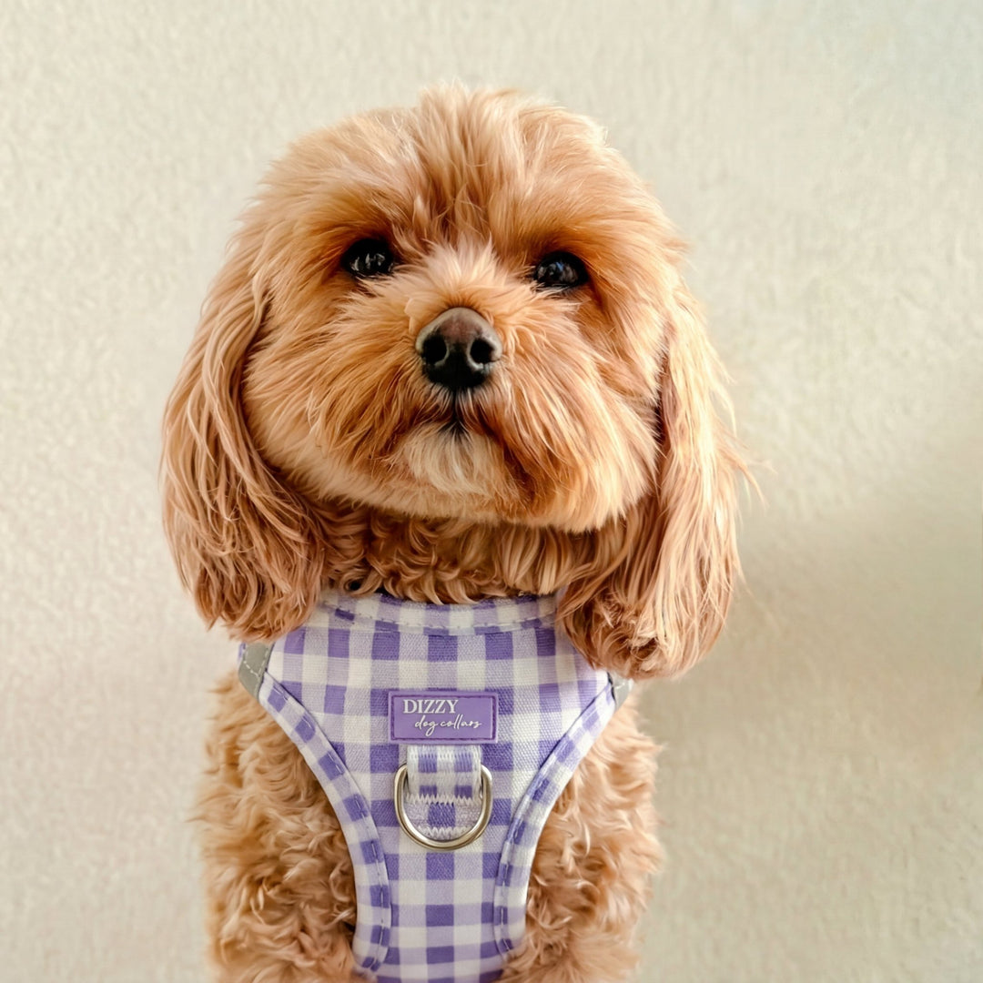 Dog wearing a purple checkered harness with 'Dizzy' branding on a light background