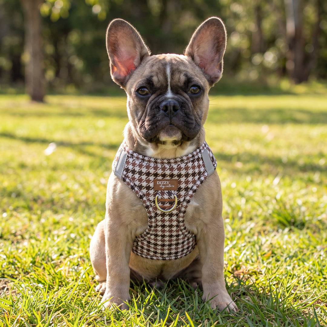 Chestnut Tweed: Step In Dog Harness