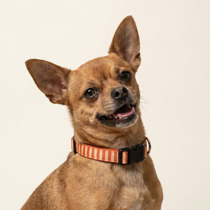 Small dog wearing a striped collar on a beige background