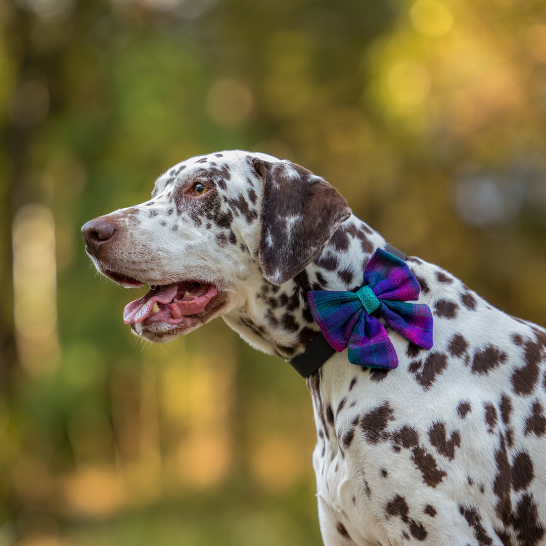 Dog Christmas Sailor Bow | Plum Pudding