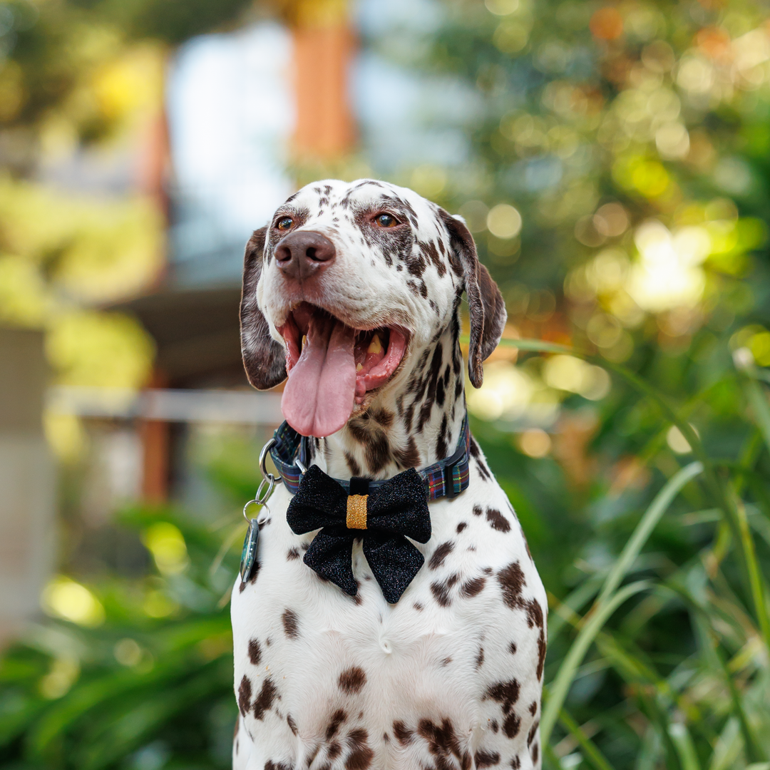 Dog Christmas Sailor Bow | 'New Years Eve'