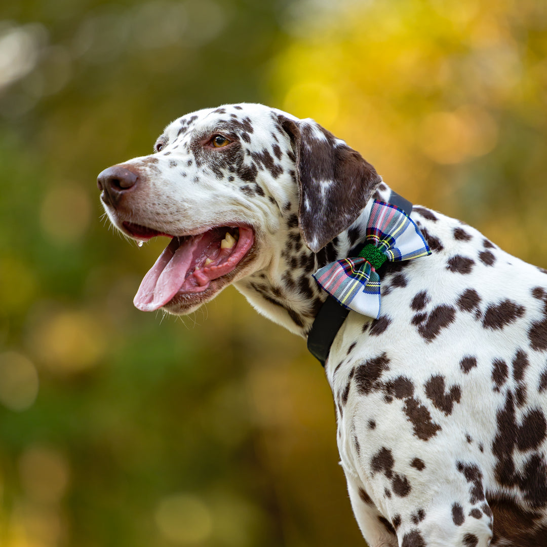 Dog Christmas Bow Tie  | Holly Jolly