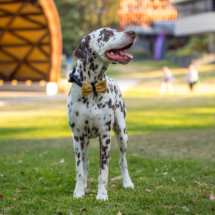 Dog Christmas Bow Tie | Champagne Shimmer