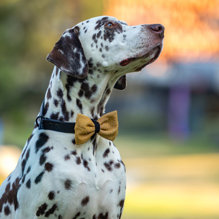 Dog Christmas Bow Tie | Champagne Shimmer